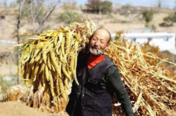 首个中国“农民丰收节”来了